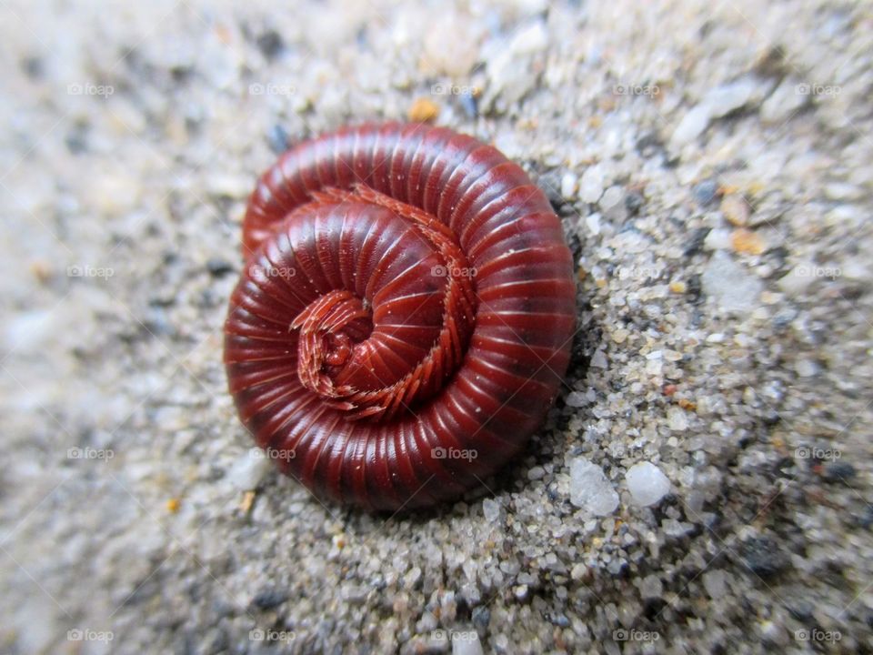 Rolled up millipede
