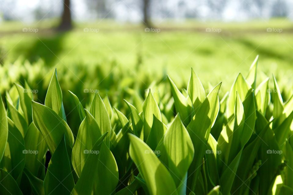 Lily of the Valley shoots against a blurred grassy background in early spring