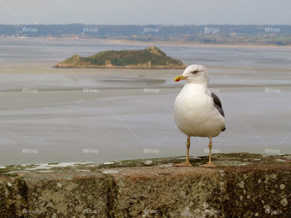 Seagull at Mont Saint-Michel 