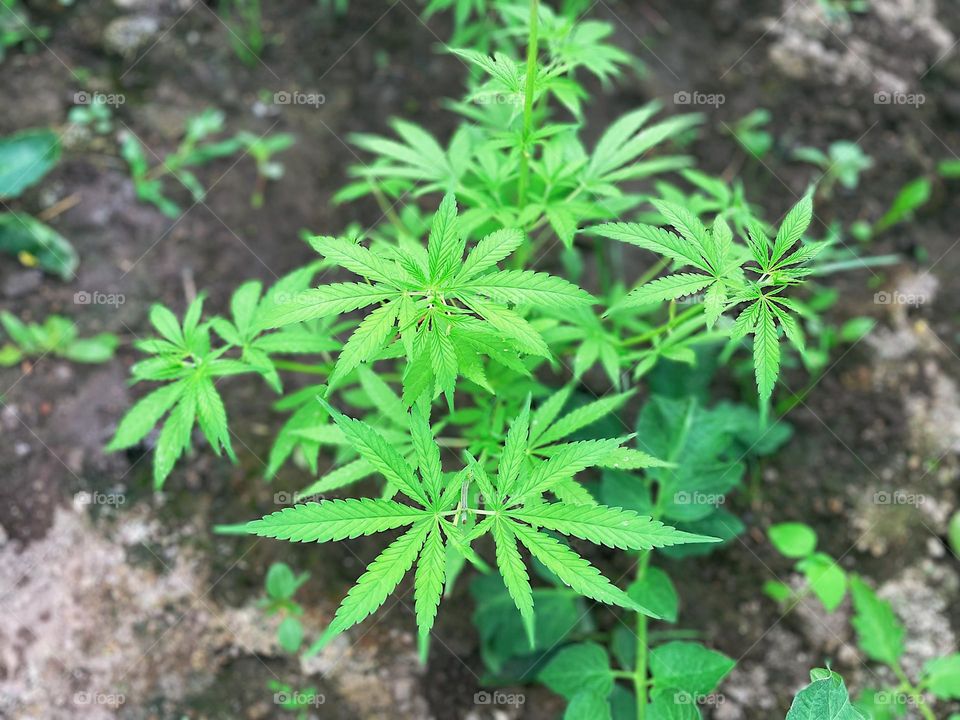 Closeup of marijuana plant