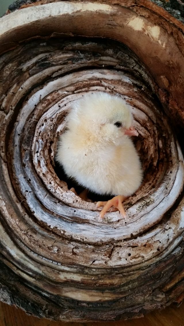 wood n chick
