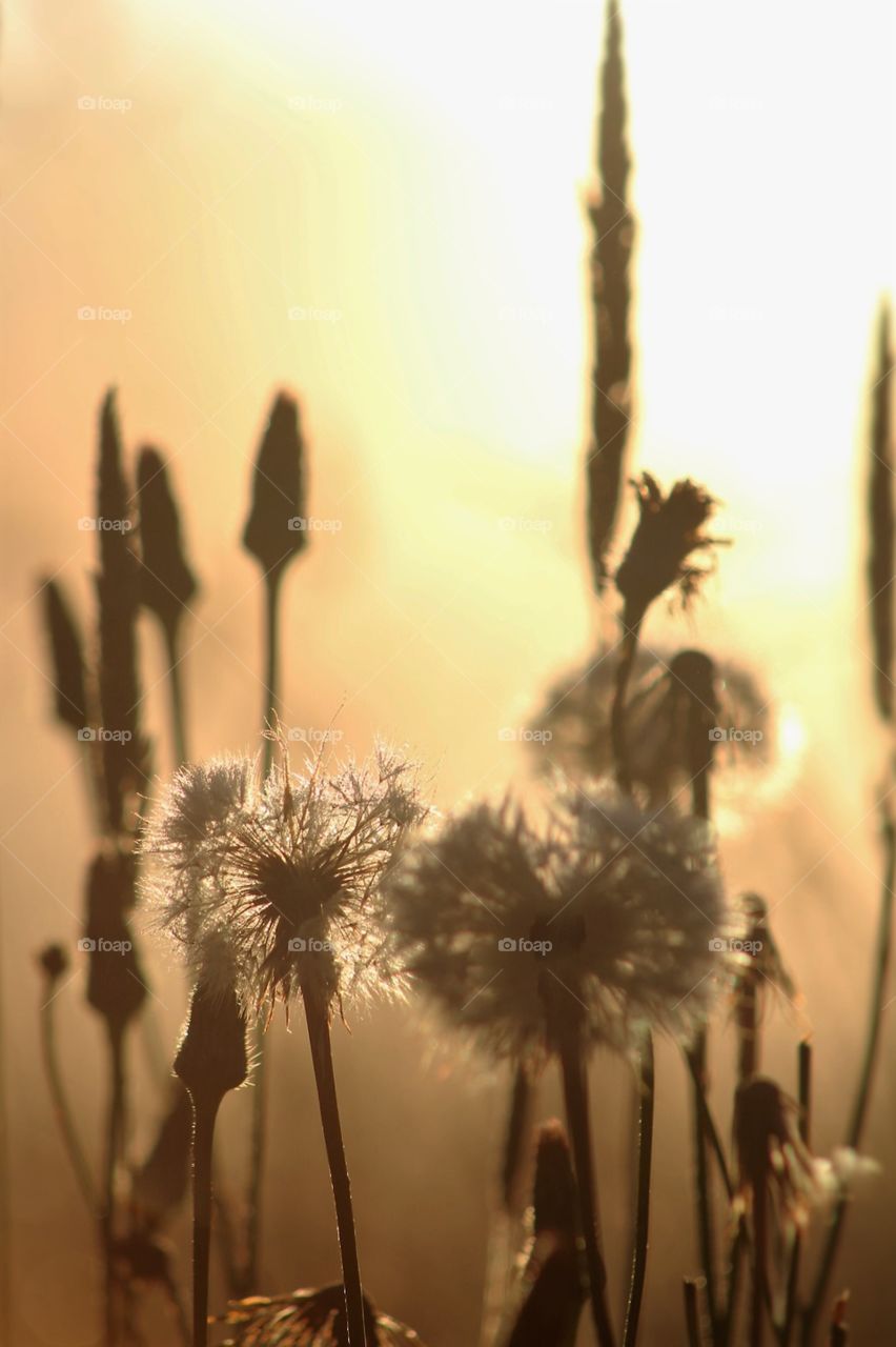 good morning, time to rise and shine!