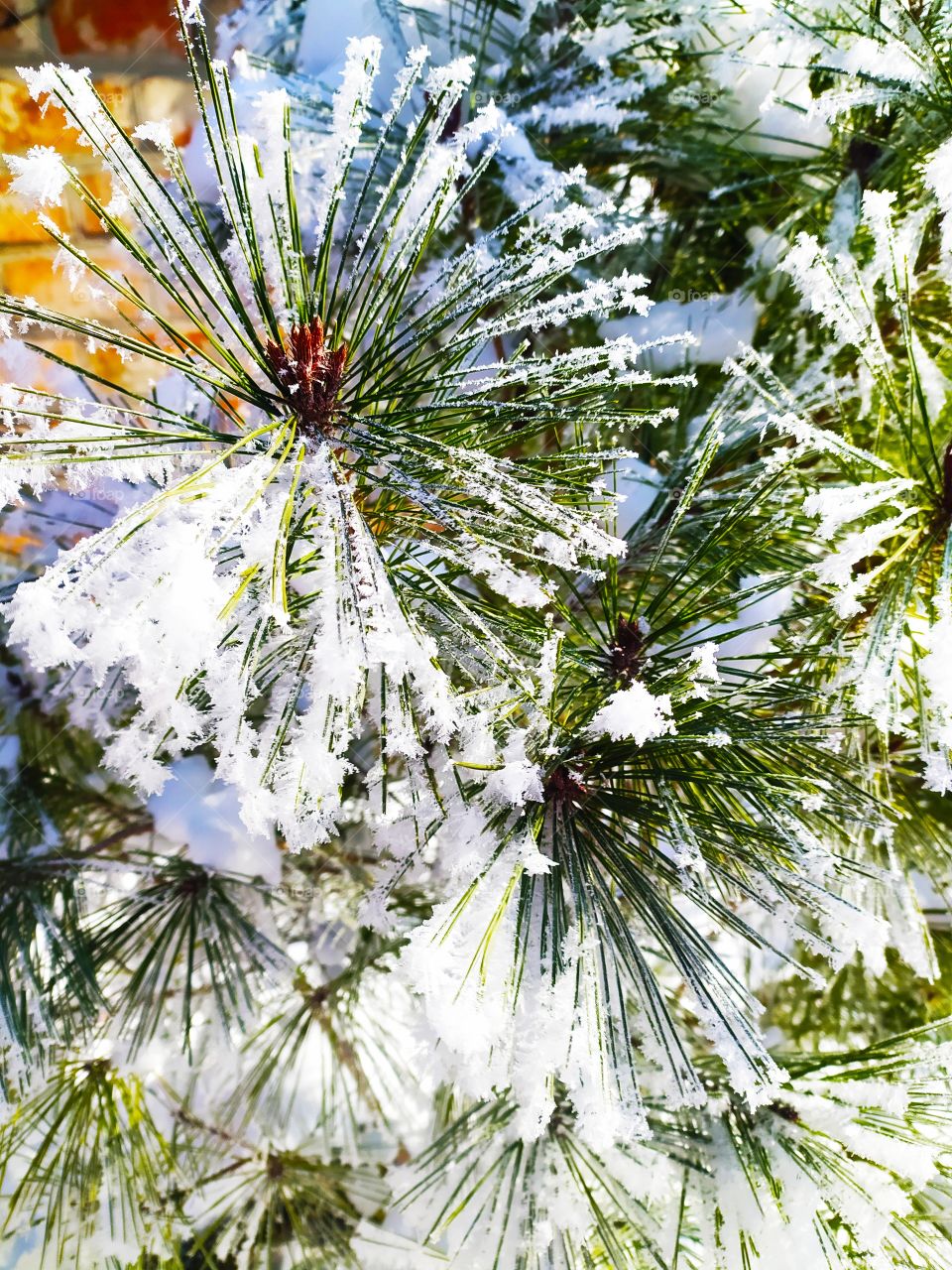 pine branch in the snow