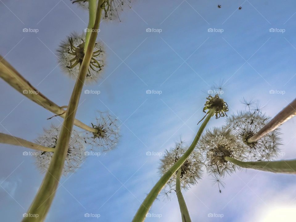 Dandelions2