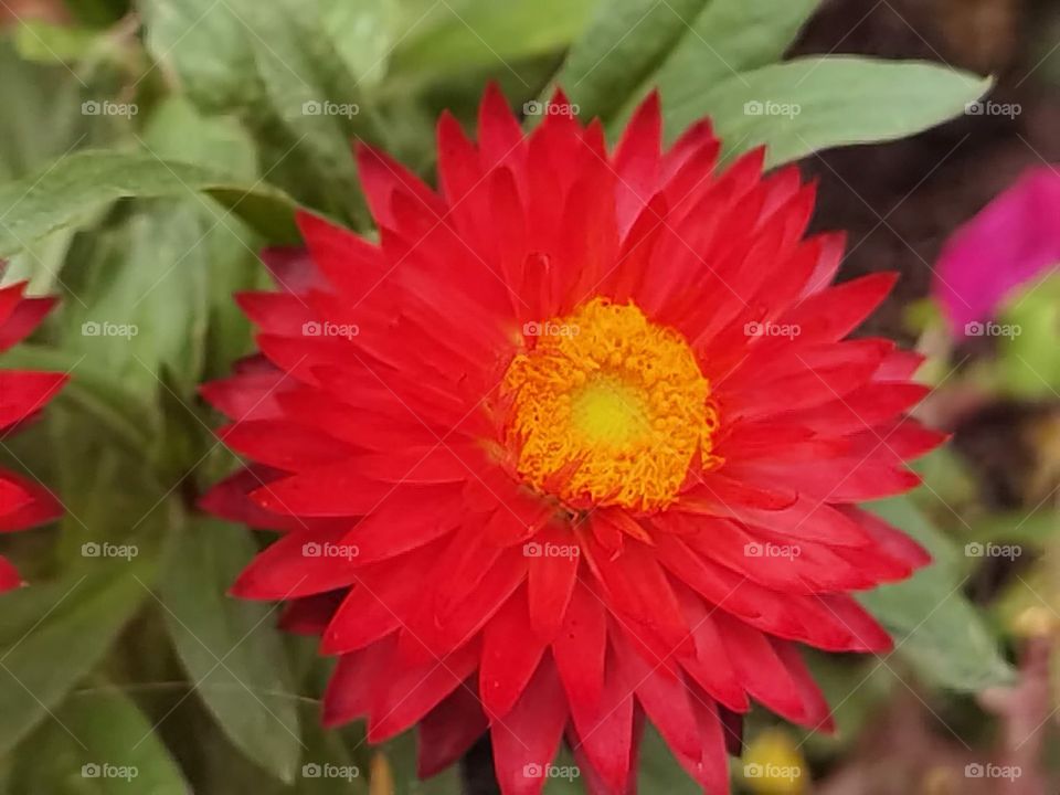 red flower head