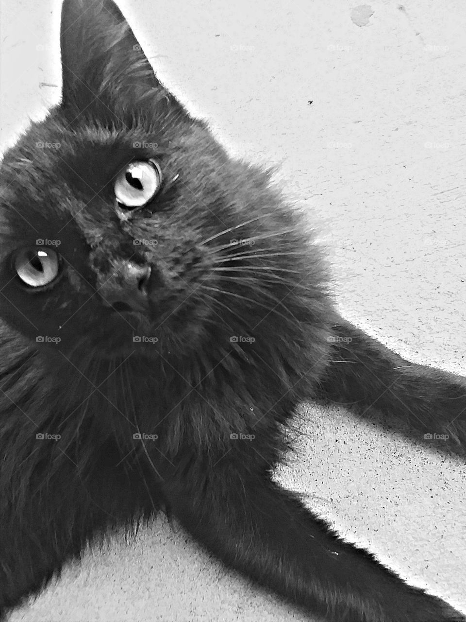 Black Cat Looking Beautiful