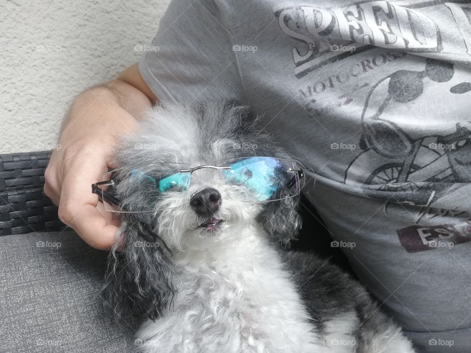 Poodle with glasses