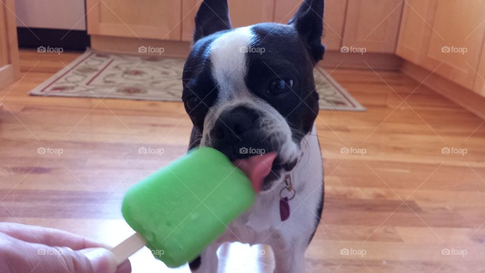 Susie. Our dog eating a snack.