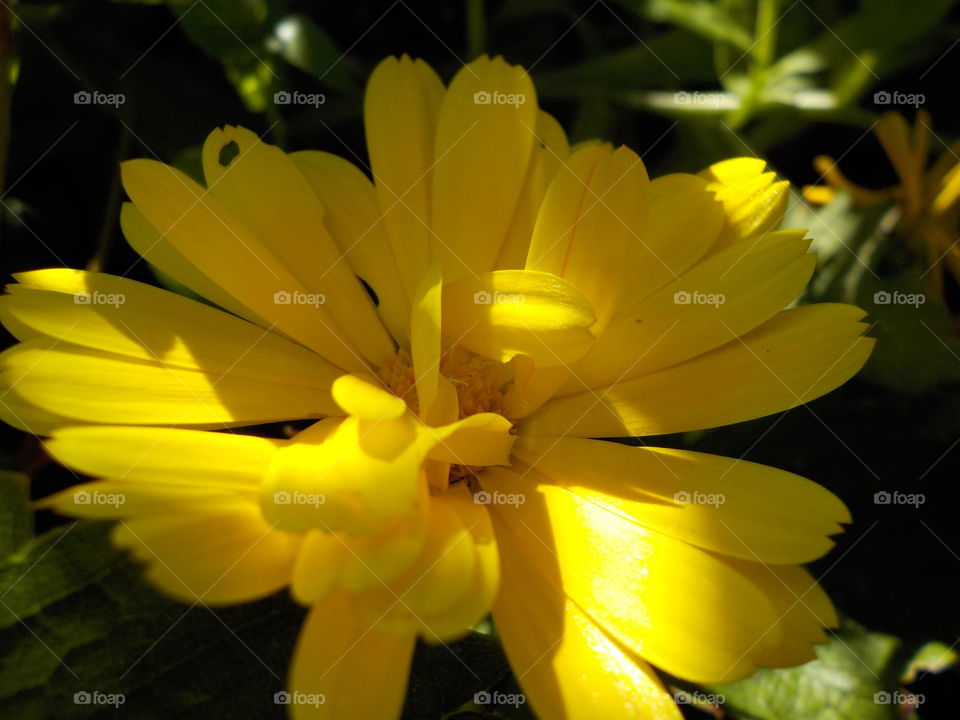 My garden is a heaven for insects 