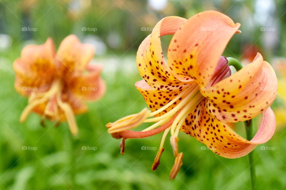 Shooting Star Lily. Shooting Star Lily