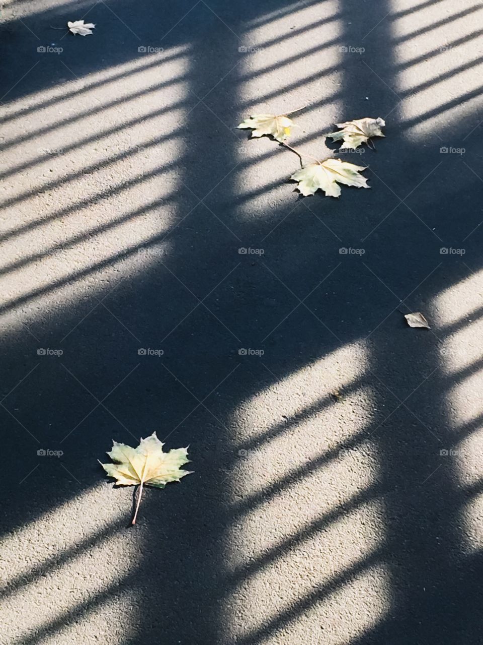 Autumn. Shadows on asphalt. Leaves fall. Rule of thirds. Geometry in the city