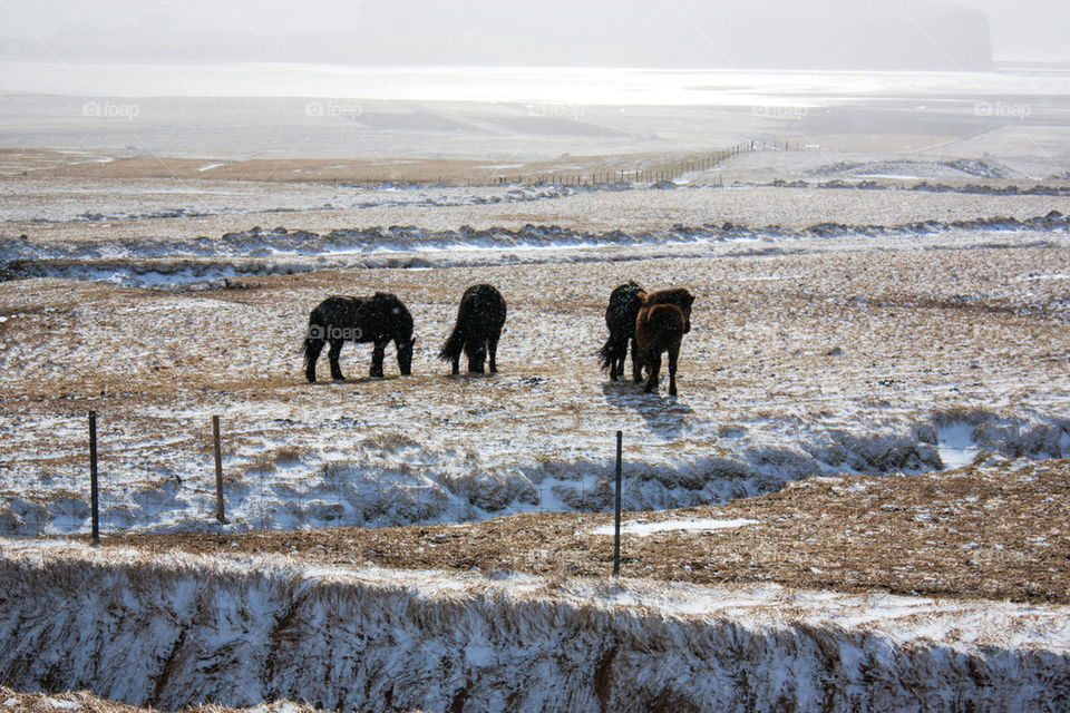 Icelandic horses