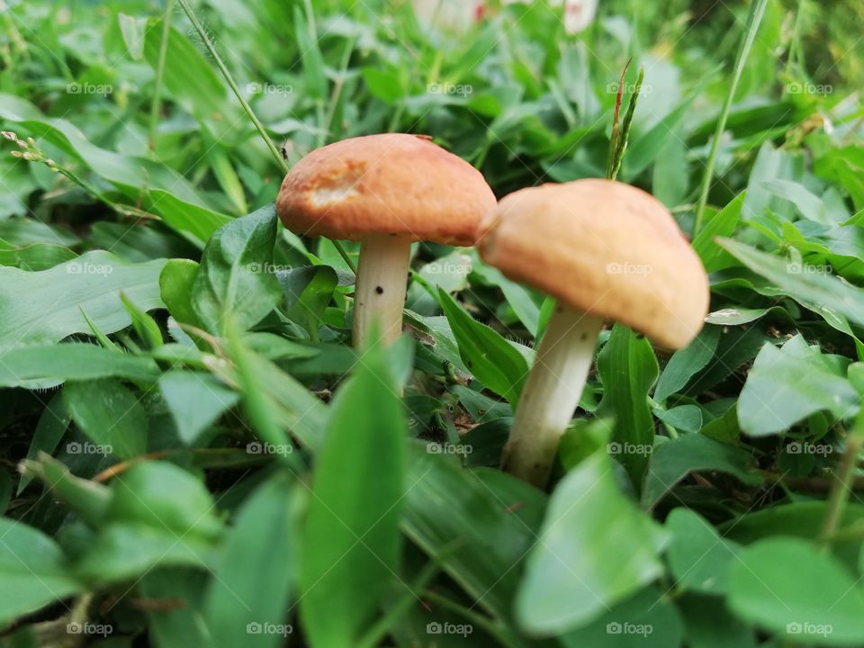 Mushrooms appeared in my garden