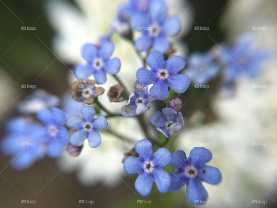 Tiny blue flowers 