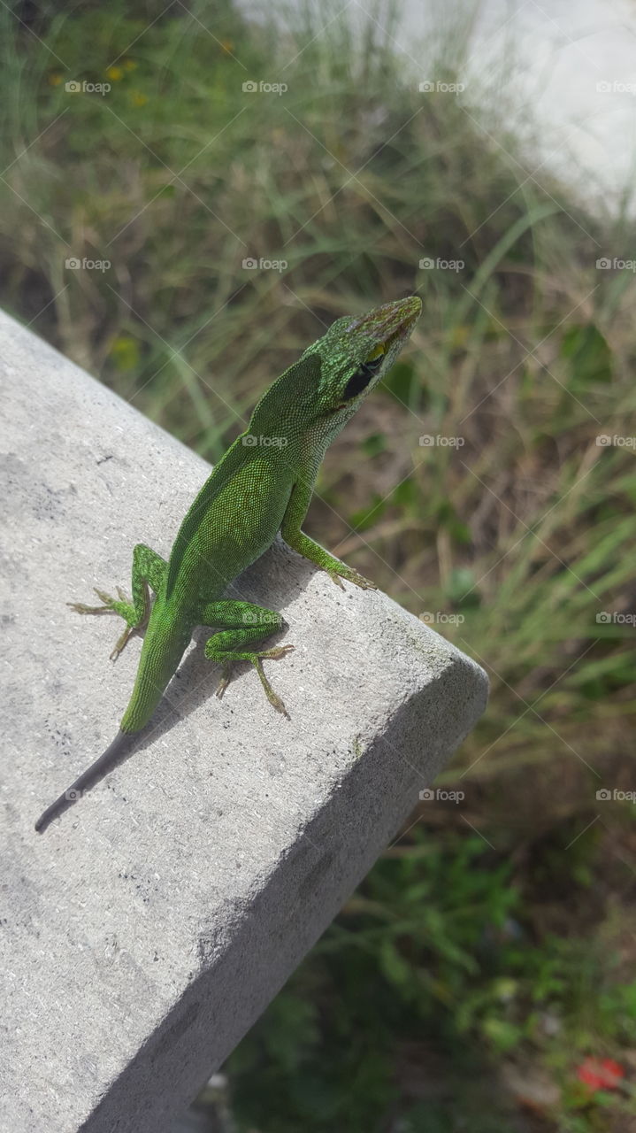 Green lizard on stone