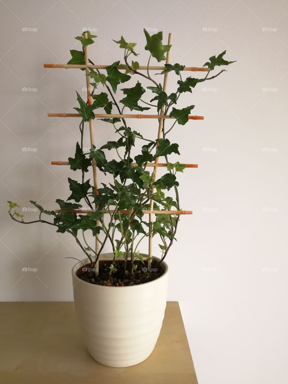 Green ivy in pot standing on wooden shelf