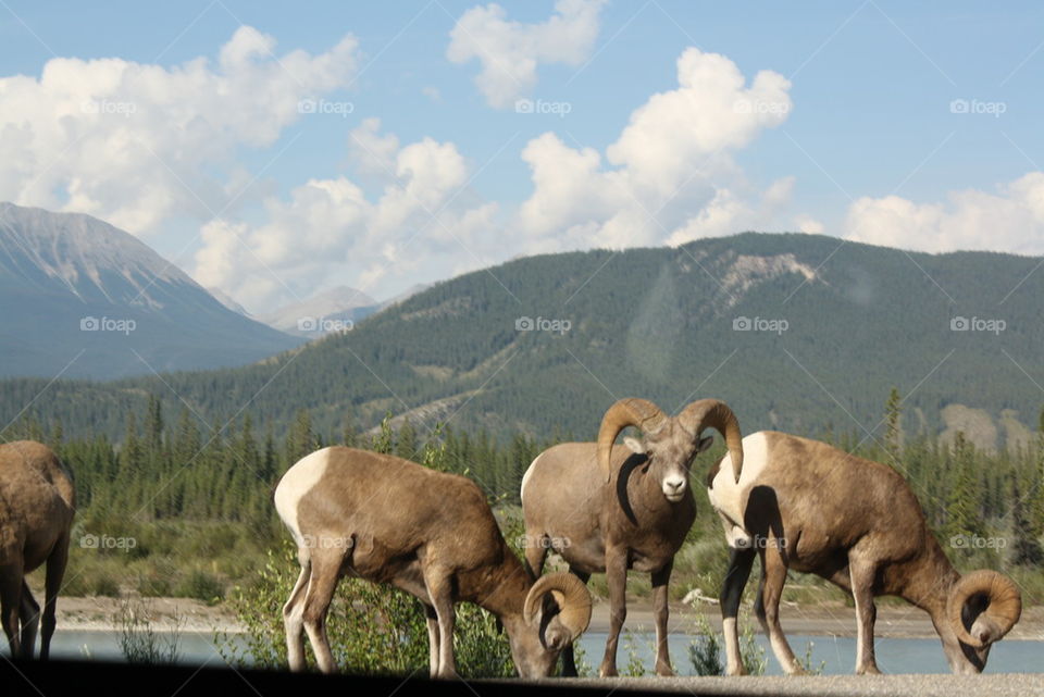 long horned sheep