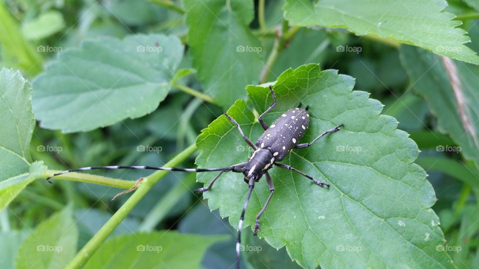 Longhorn beetle