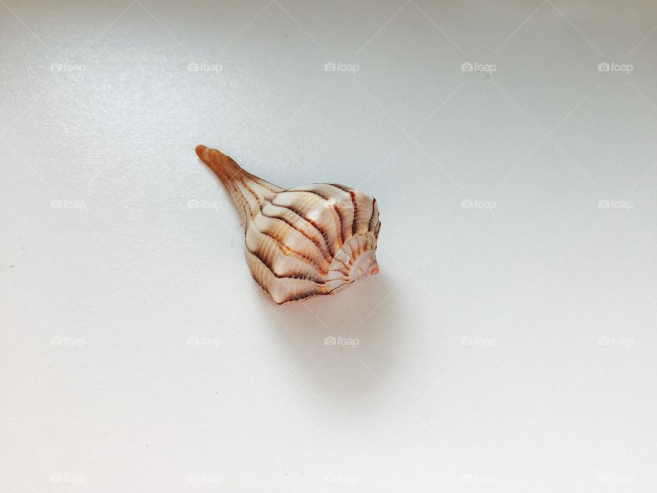 Lightning whelk seashell 