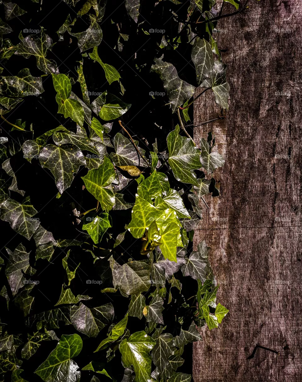 Planta