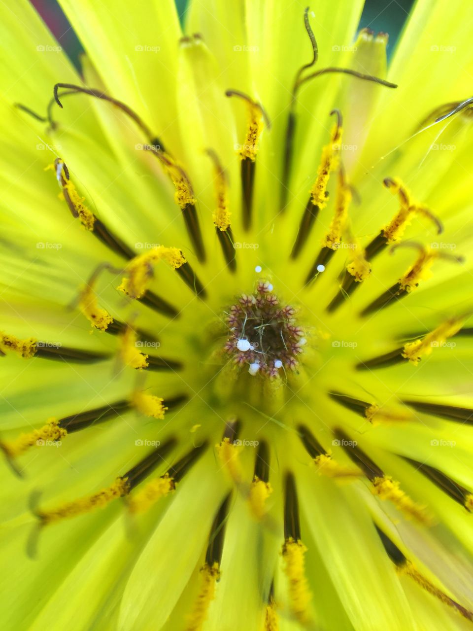 Yellow flower