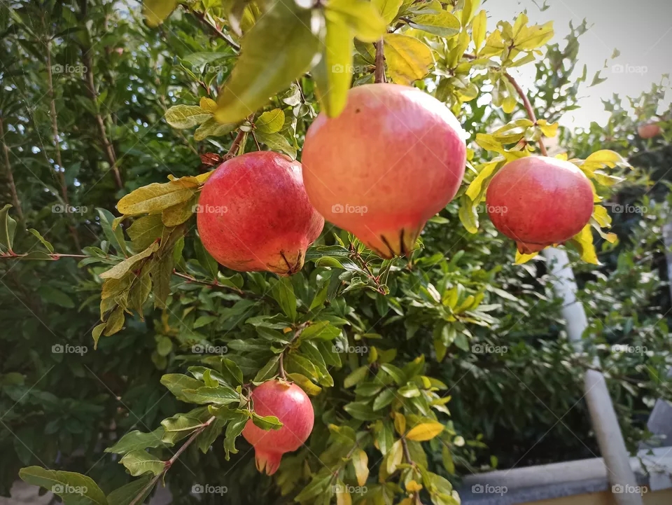 pomegranate