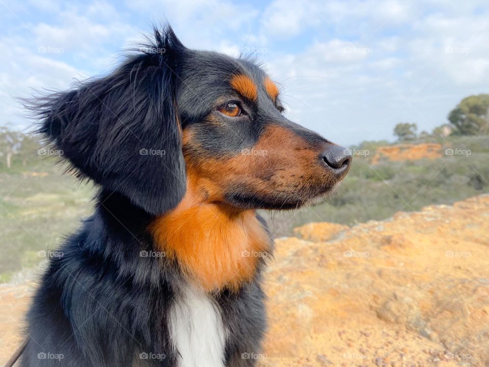 Cute dachshund outdoors on a hike