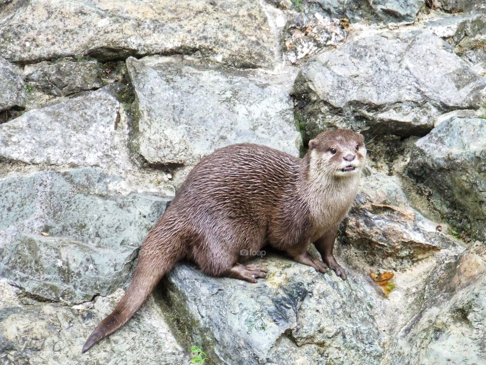 Otter