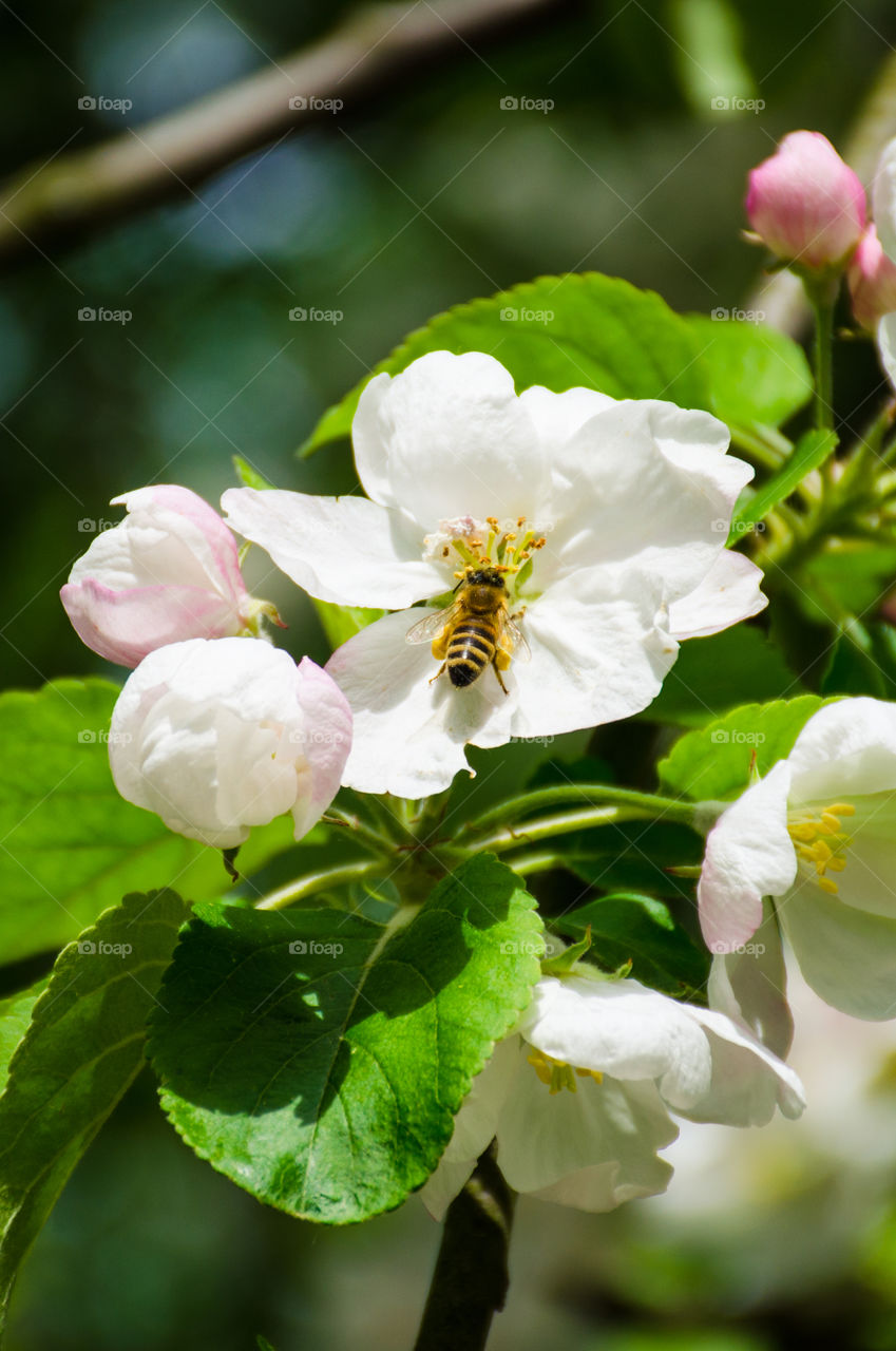 Macro shots!