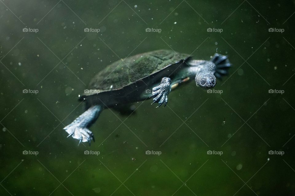 Happy Swimming Turtle 