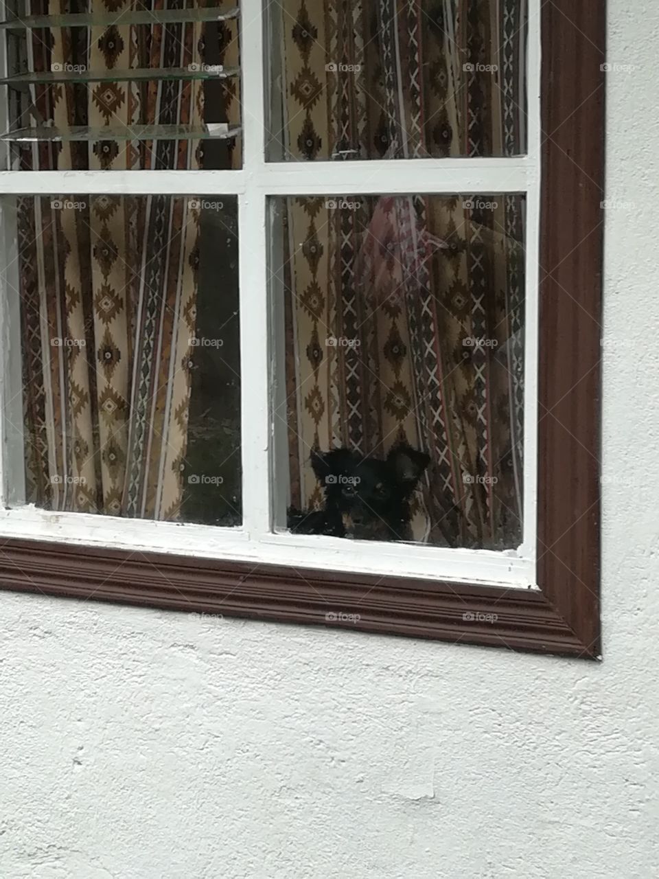 Perrito mira desde la ventana