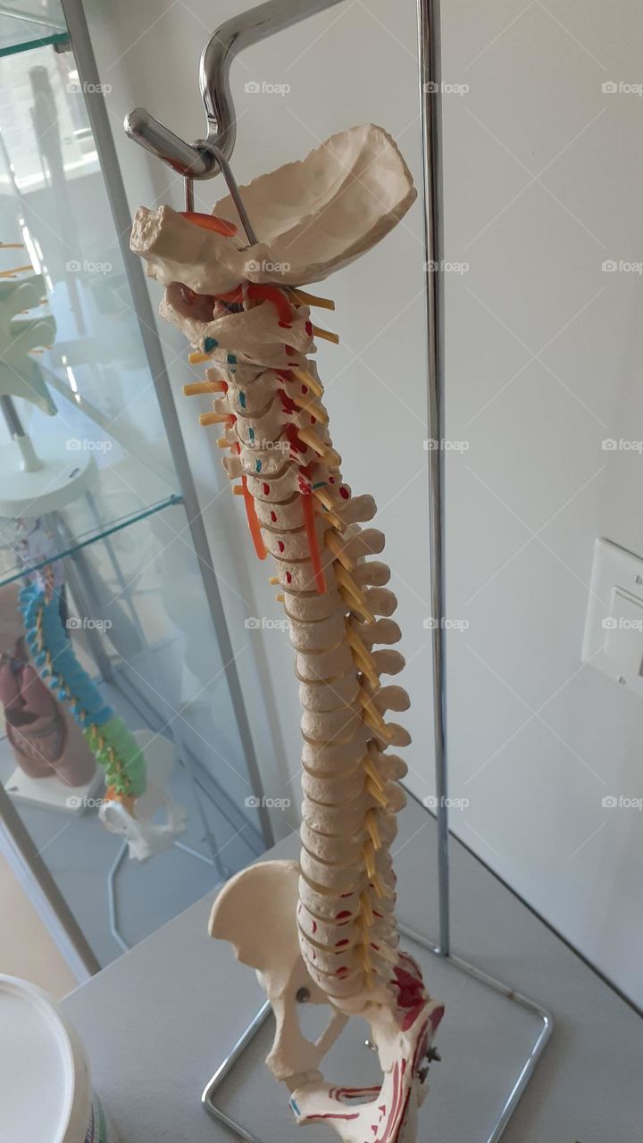 Spine Anatomy Model