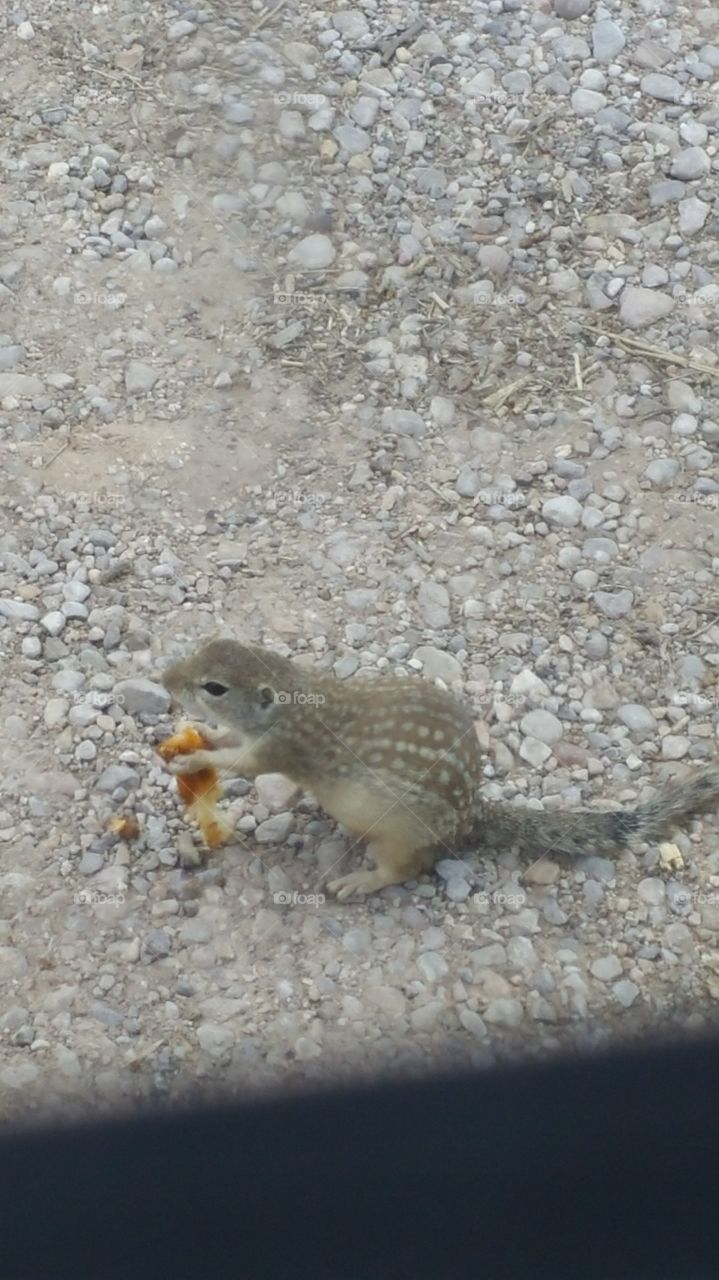 Yummy food for a ground squirrel.