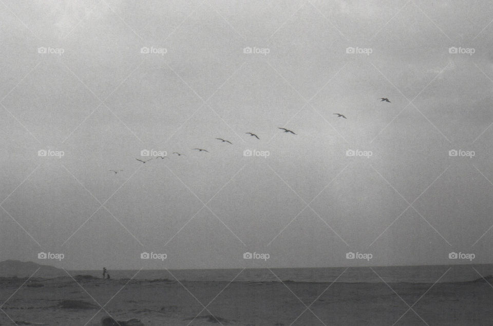 A flock of birds flying over the beach 