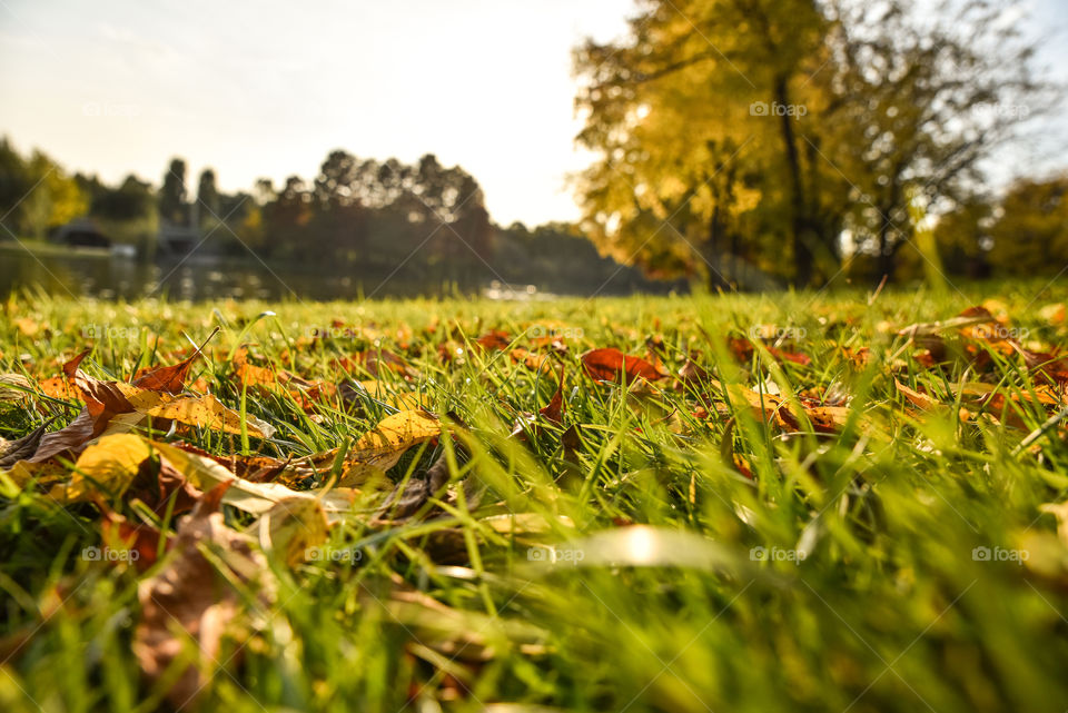 Autumn in the park