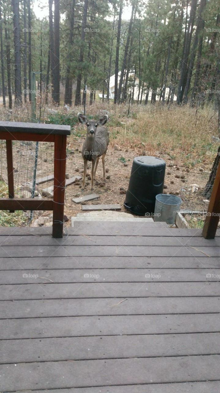 deer out the back deck