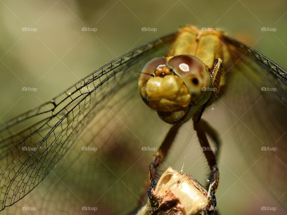 closeup of dragonfly
