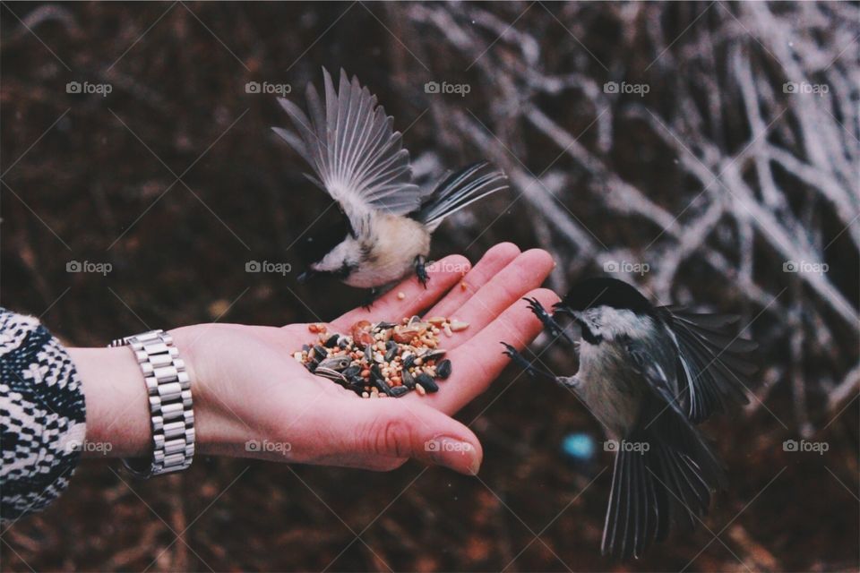 Hand feeding birds