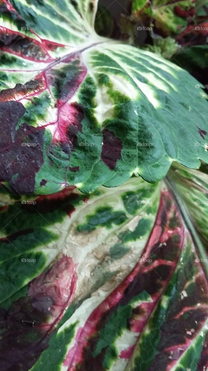 Red and Green Leaf