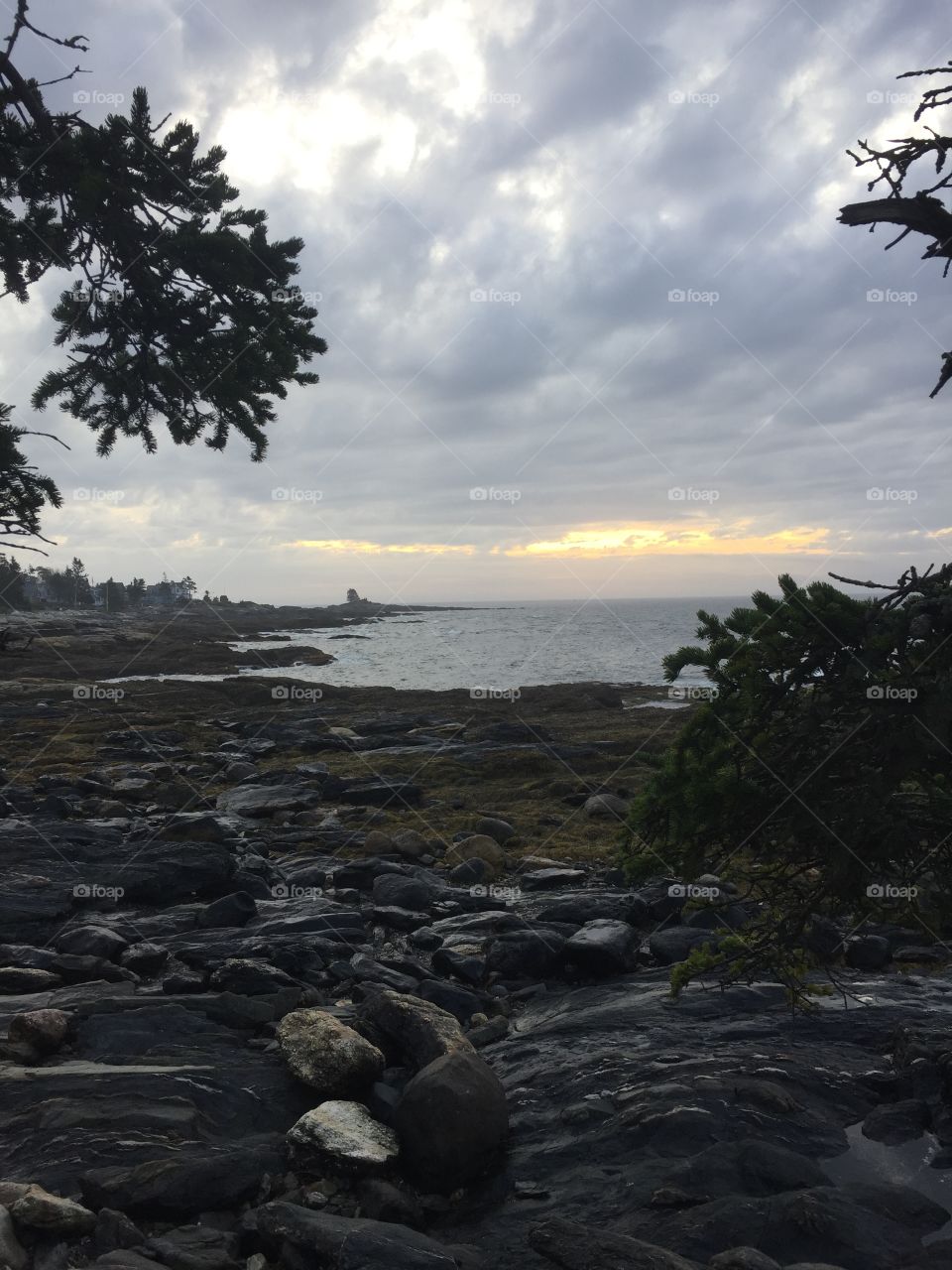 Hidden ocean view with pine trees and a rocky shoreline under a cloudy and gray sky. 