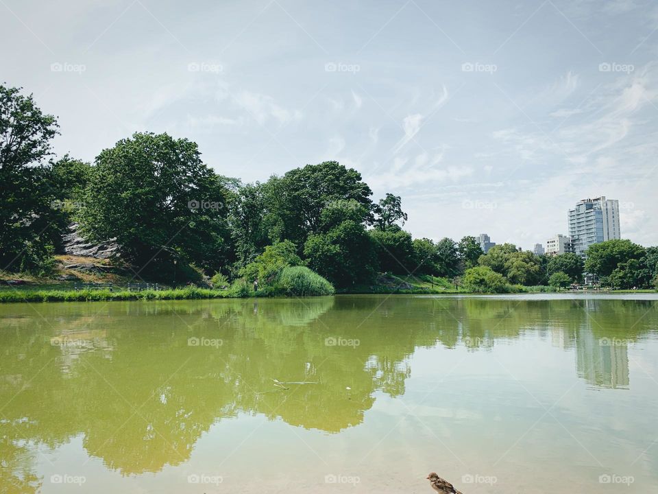 Reflection of the trees