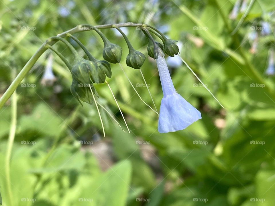 A single flower of Virginia bluebells