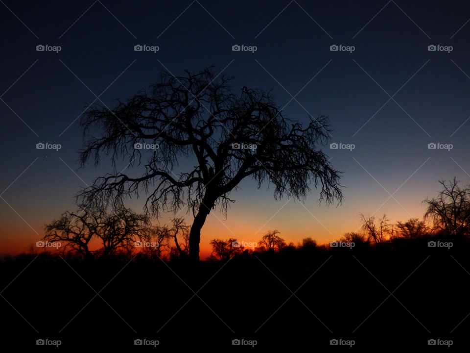 African bushveld sunset