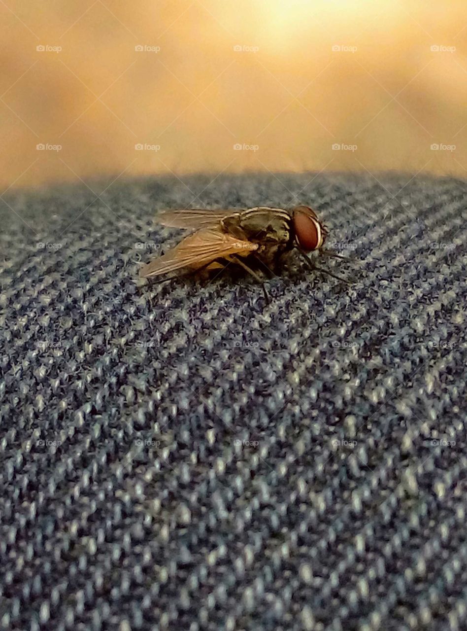 housefly