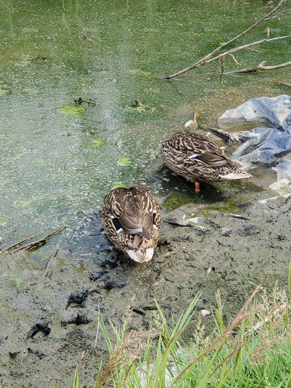 ducks :signs of summer