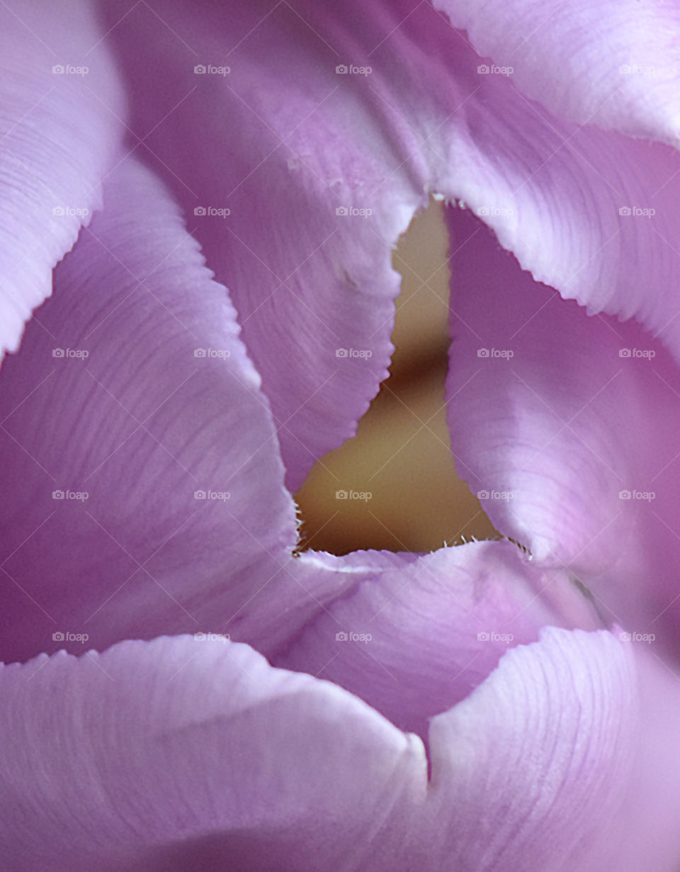 purple, petals, tulip