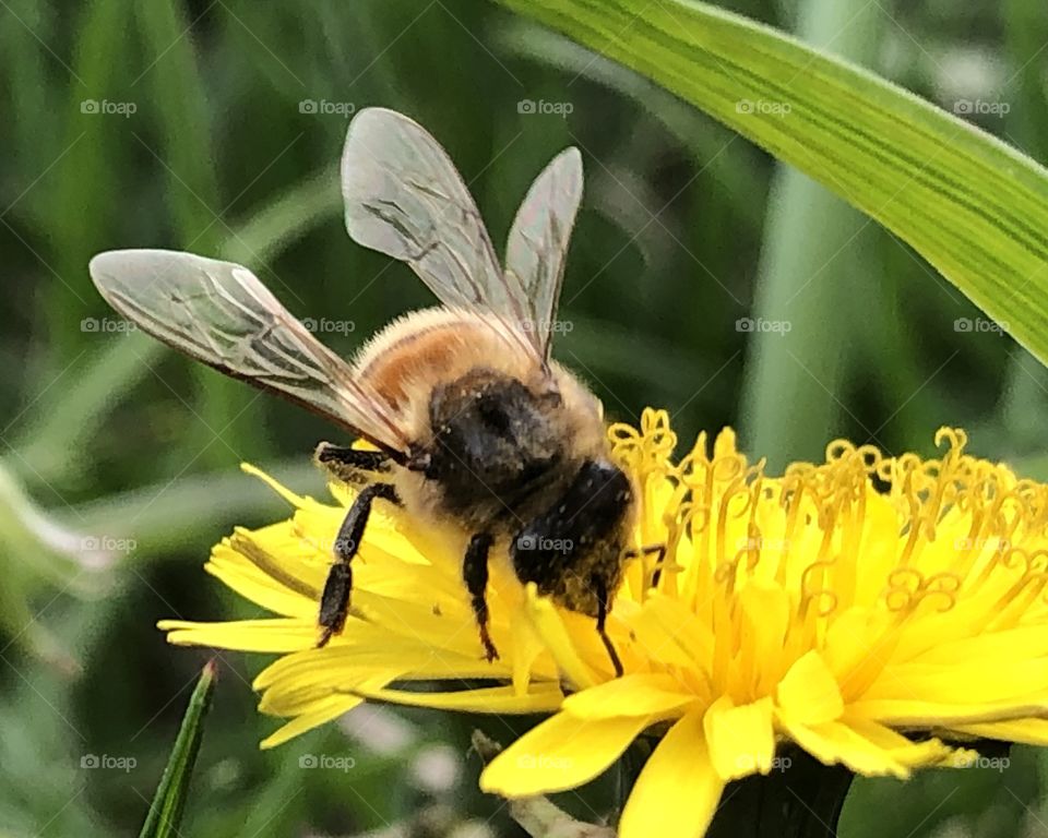 Honeybee on a Dandelion, honeybee. Dandelion, wings, bee, closeup, grass