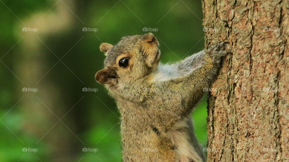 Squirrel now sees me