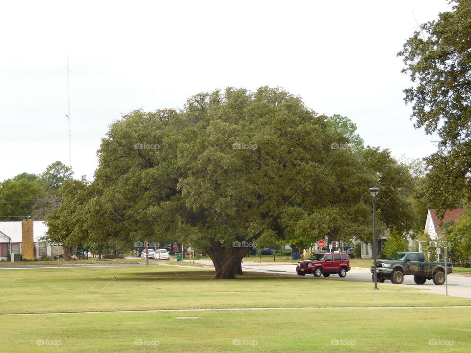 East Texas tree. This is a picture of a tree that I saw while out walking.