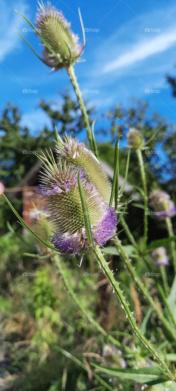 summer blooming thistles